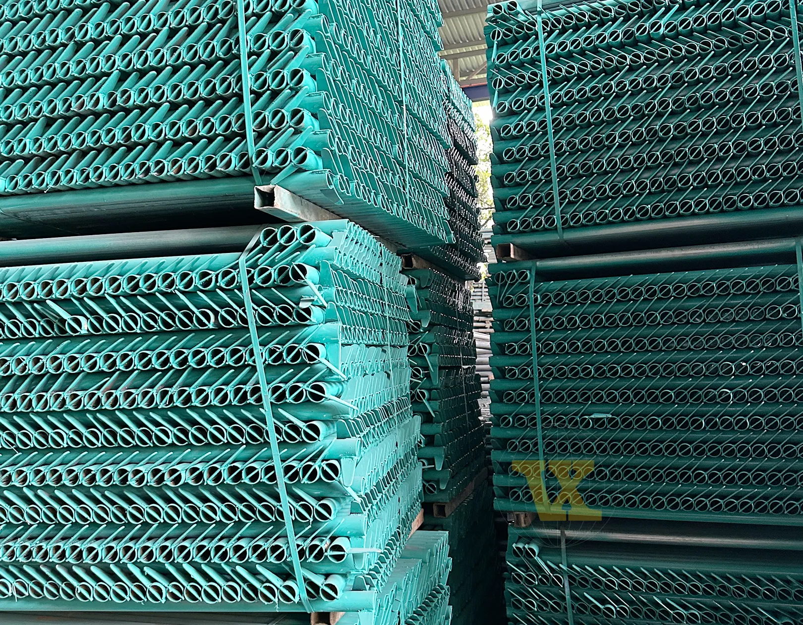 CÂY CHỐNG NÊM (GIÁO NÊM)